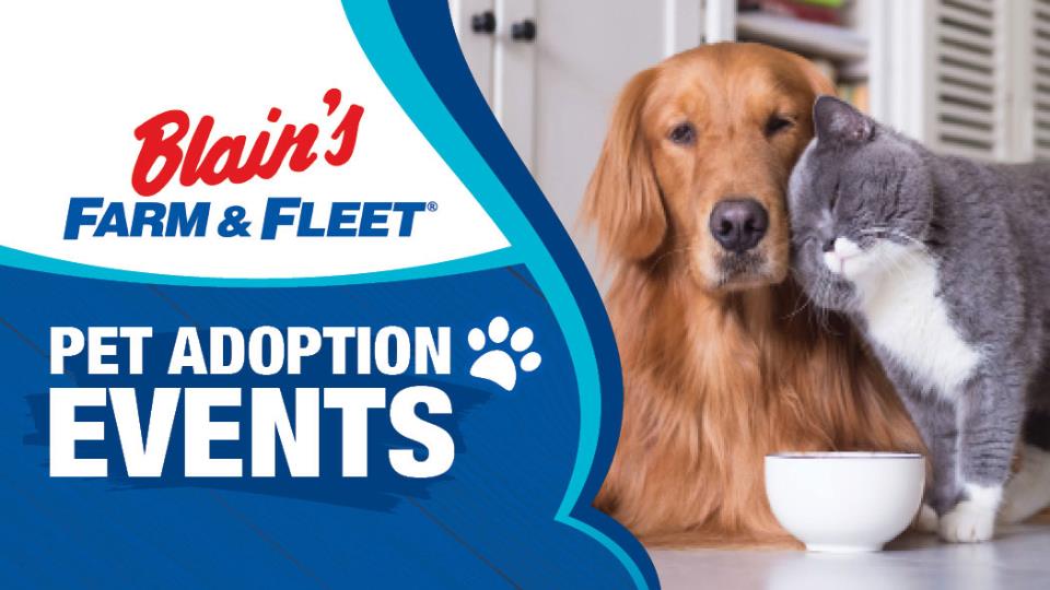 Hedd Mutt Foundation Pet Adoption Event